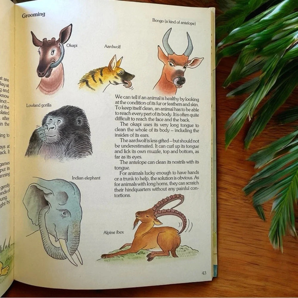 VINTAGE 1987 “The Big Book of Amazing Animal Behavior” Hardcover - Picture 9 of 14